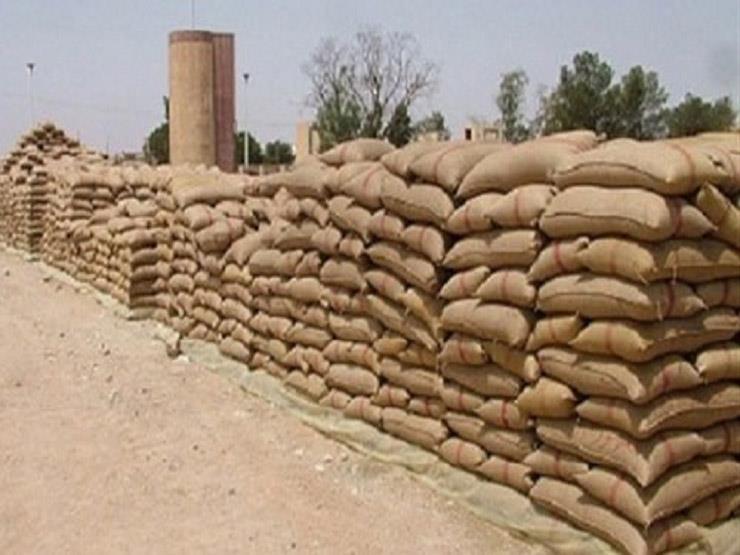 الحكومة تتوقع حصاد 9 ملايين طن في موسم القمح