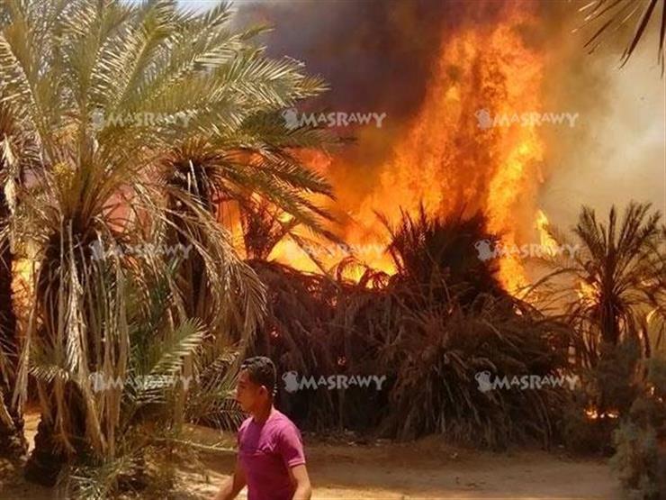 حريق في مزرعة نخيل - صورة ارشيفية