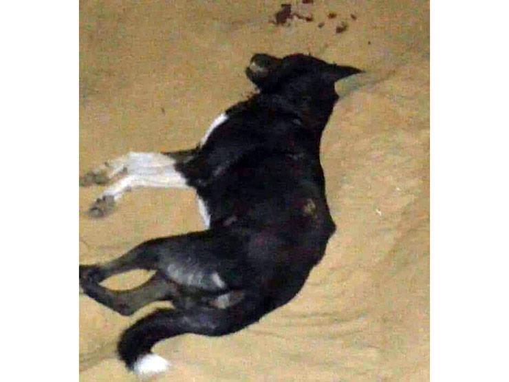قتل الكلاب الضالة بالدقهلية
