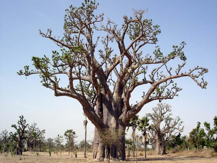 أشجار الباوباب الأفريقية الشهيرة