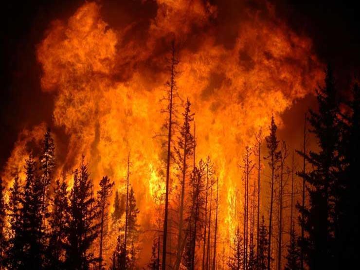 حريق غابات - صورة ارشيفية