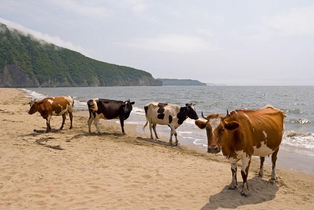  السويد تسمح للأبقار بنزول الشواطئ مثل البشر لهذا 