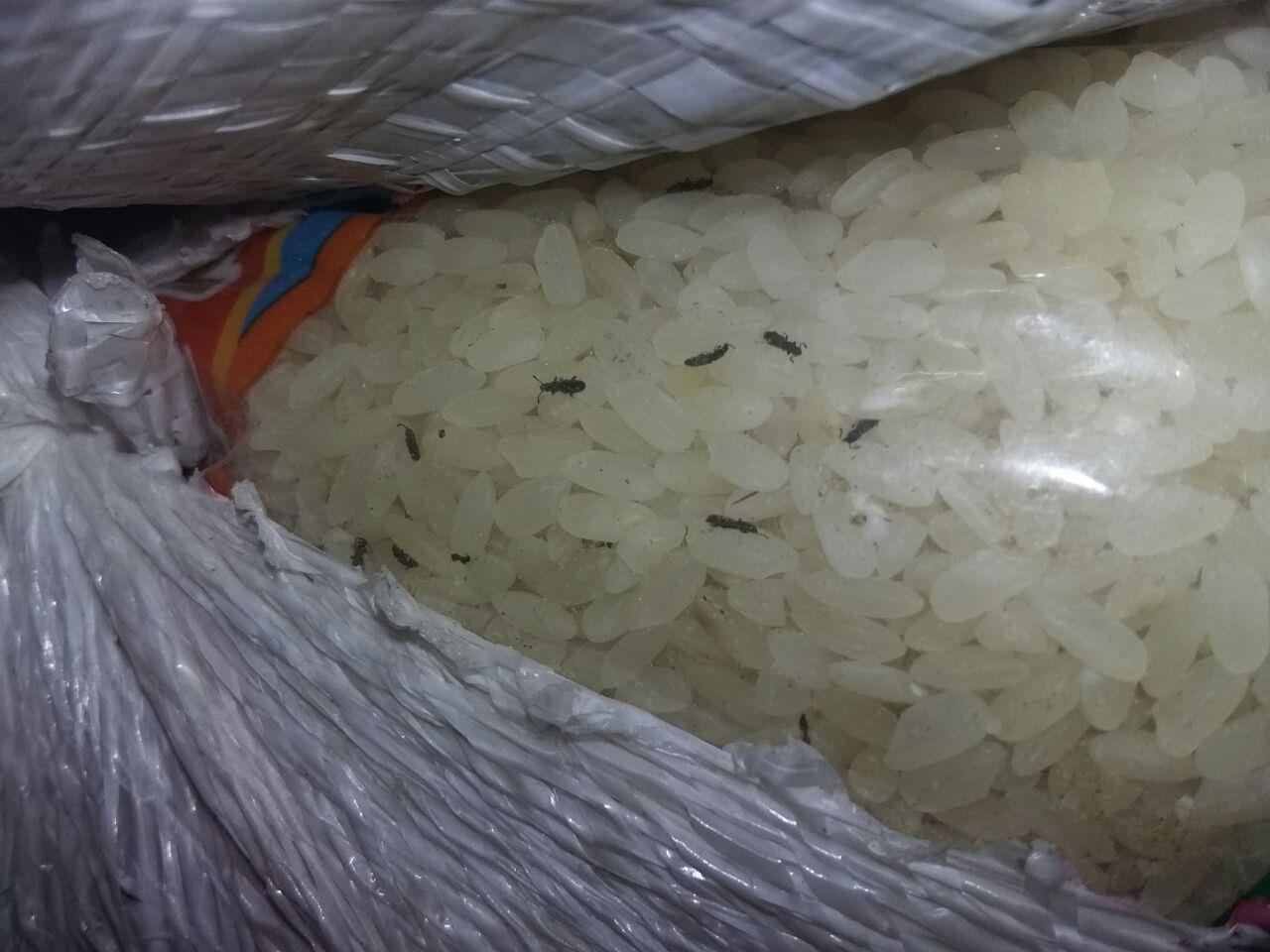 أرز فاسد ارشيفية