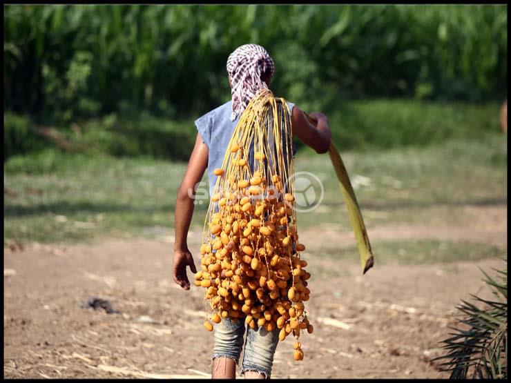 حصاد البلح في المرازيق