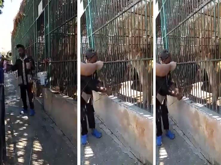 عامل حديقة الحيوان بالإسكندرية يضرب أسد بسيخ حديدي