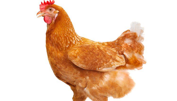  علماء يدخلون تعديلًا وراثيًا على الدجاج لإنتاج بي