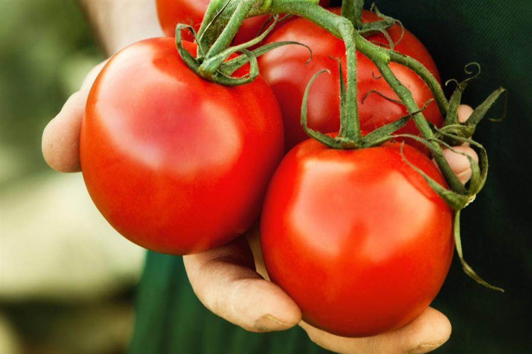 هل تسبب الطماطم تكون حصوات الكلى؟