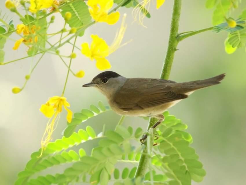 أصوات العصافير 