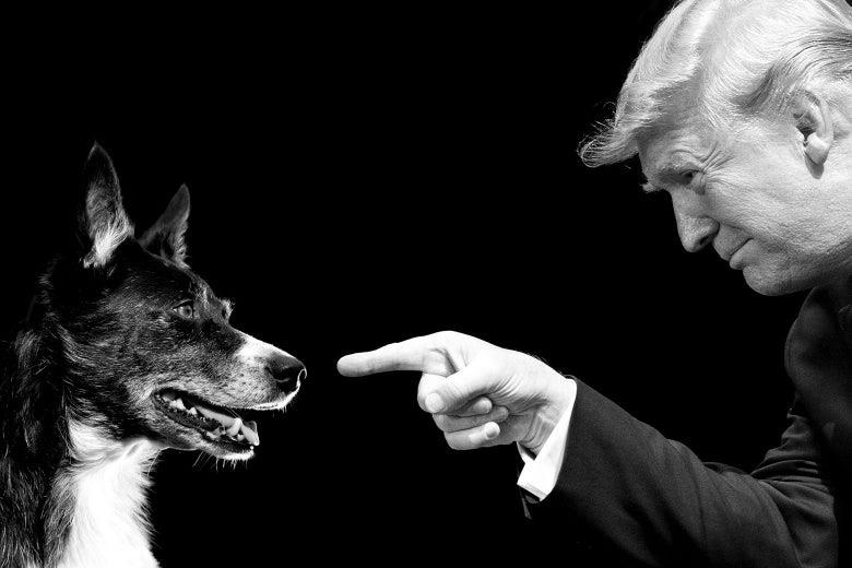 كيف كشف كلب مطاردة البغدادي نفاق ترامب