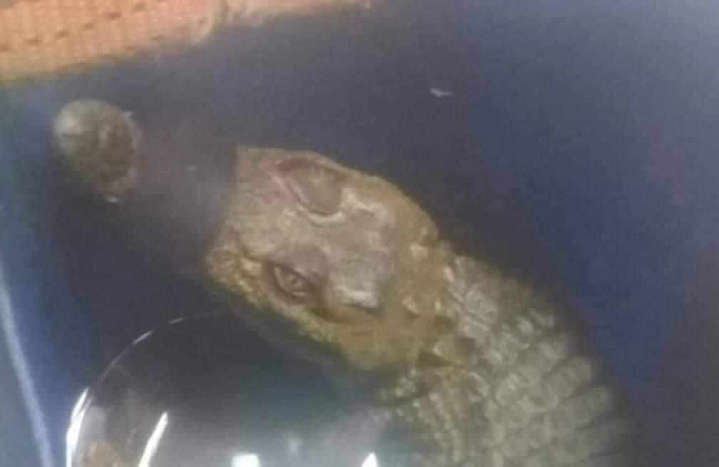التمساح الذي تم العثور عليه في شرق بورسعيد