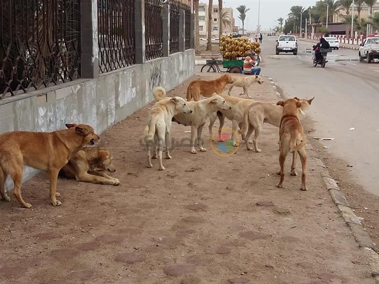 إعدام 121 كلبًا ضالاً في حملة بحي غرب الإسكندرية