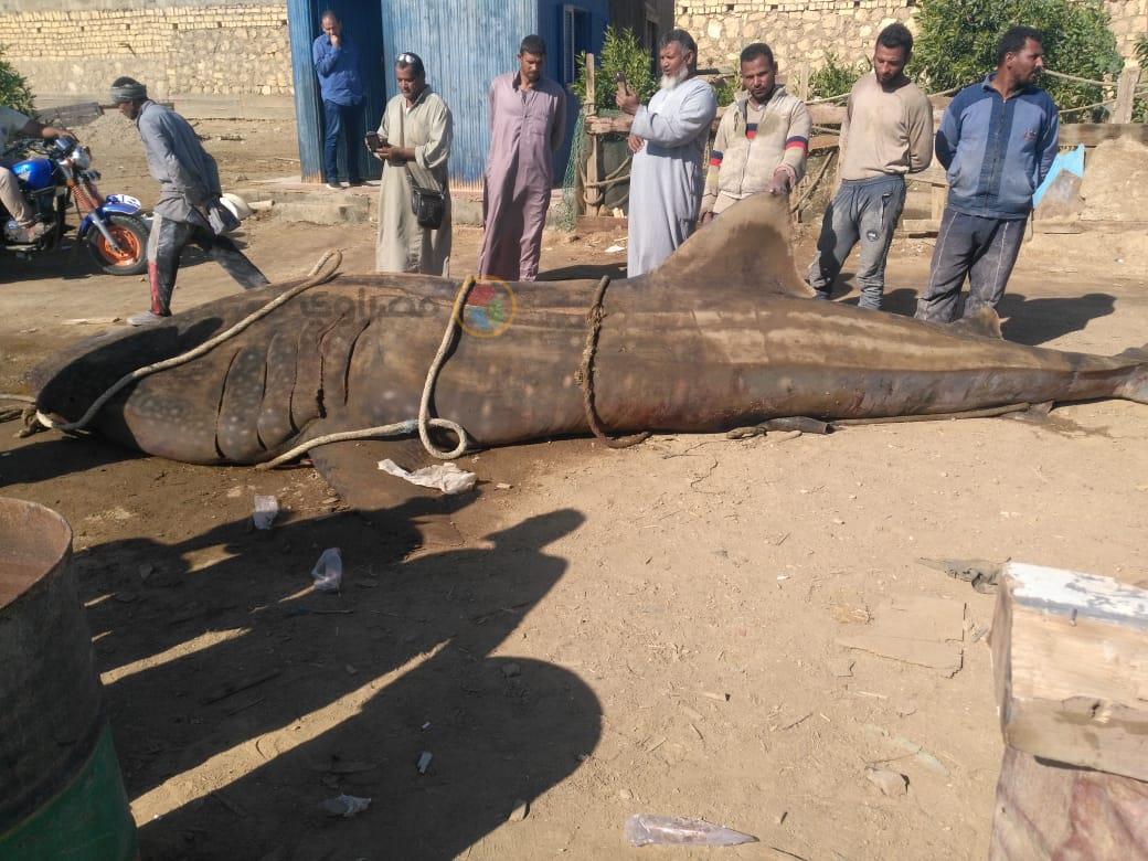 السمكةالنادرة طولها 7 امتار