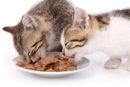 هل يجوز إطعام القطط من زكاه المال؟
