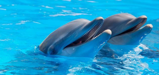 دعوى قضائية لوقف صيد الدلافين في مدينة يابانية