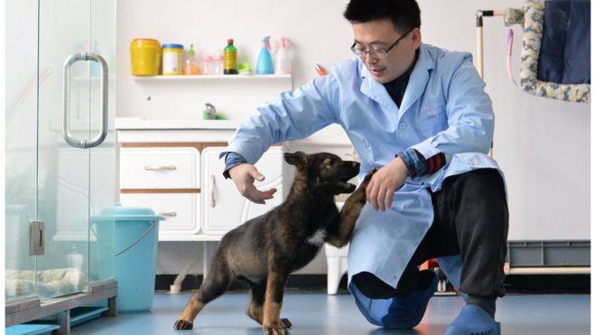 استنساخ شارلوك هولمز الكلاب في الصين