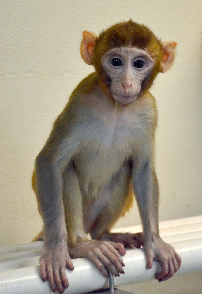 القردة "غرايدي" تبلغ من العمر 11 شهرا