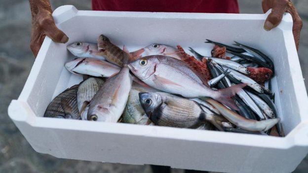 هل يمكننا التأكد من سلامة الأسماك التي نتناولها؟