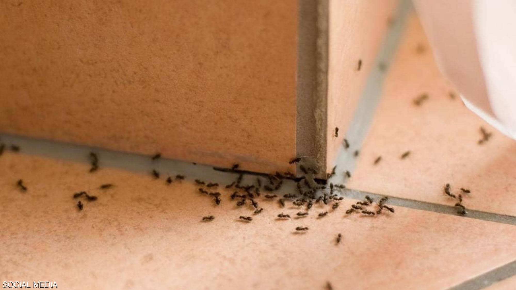 حيلة للتخلص من  نمل البيت بشكل نهائي