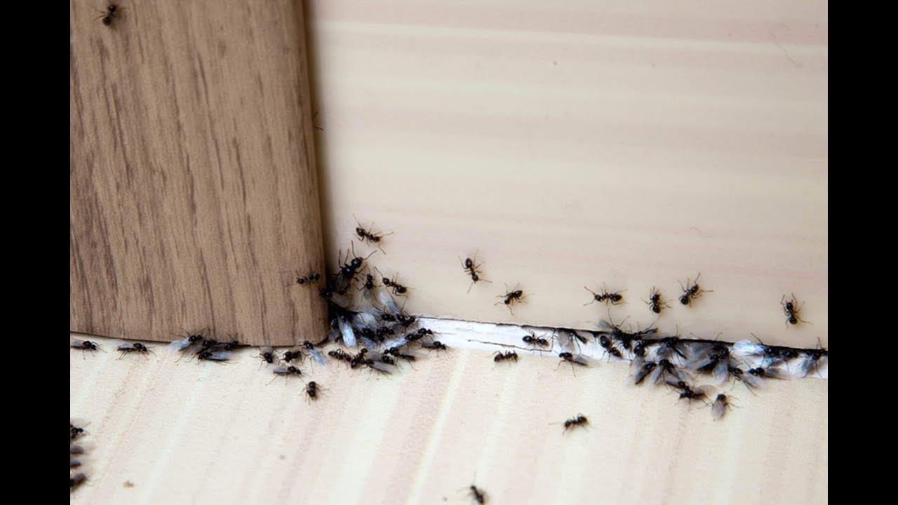كيف تتخلص من النمل بدون ارتكاب عملية قتل جماعي؟