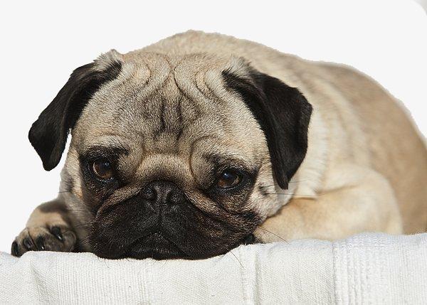 دراسة: الكلاب طوّرت نظرات عيونها لتستميل مشاعر الب