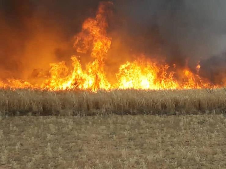 حرائق في مزارع القمح