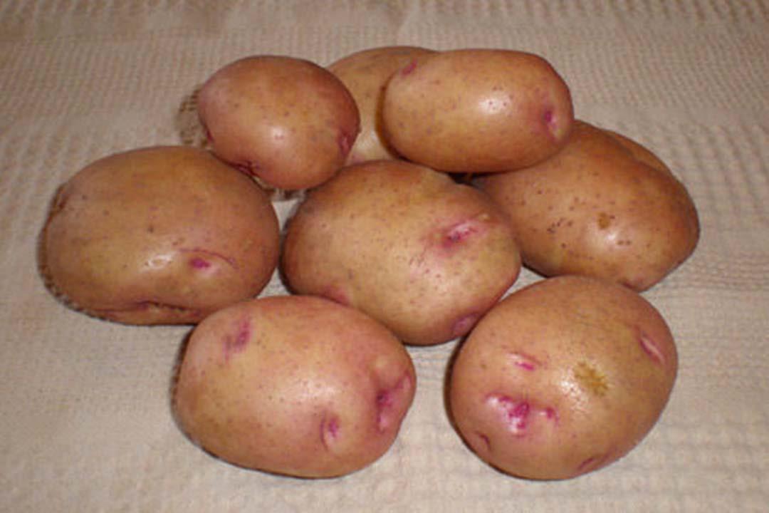 البطاطس التي تحتوي علي بقع