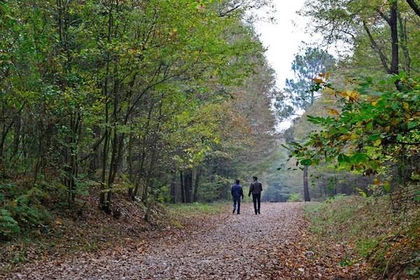 دراسة المشي في الحدائق له تأثير سحري على الصحة