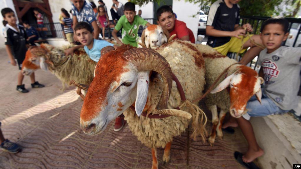 ُعد لعبة "خطف الخروف"