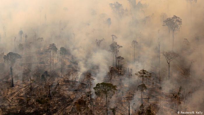 حريق في غابات الأمازون. إزالة الغابات من أجل استخد