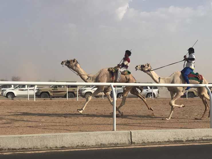 أرشيفية سباق ولي العهد للهجن بالطائف