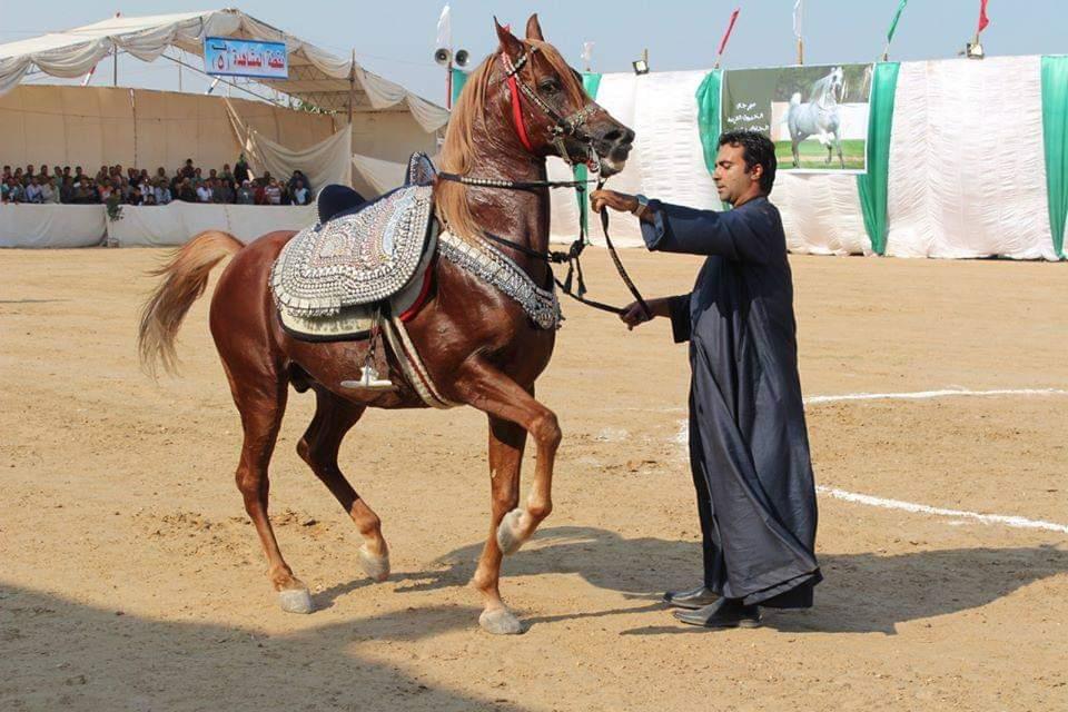 مهرجان الشرقية للخيول العربية - ارشيفية