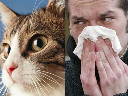 أعراض وعلاج حساسية القطط 