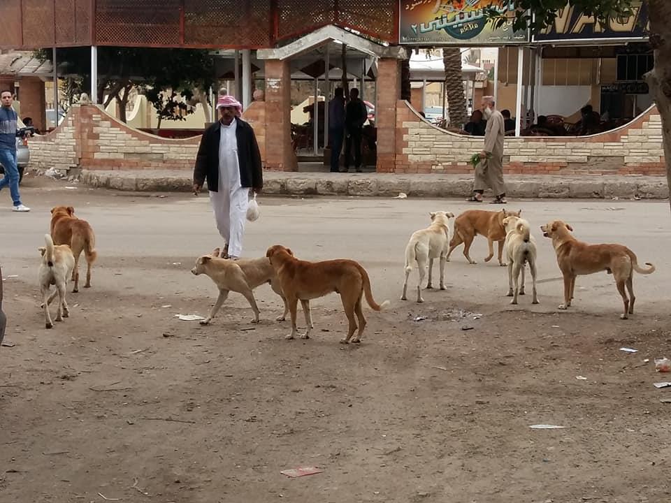 صورة ارشيفية للكلاب الضالة بجنوب سيناء