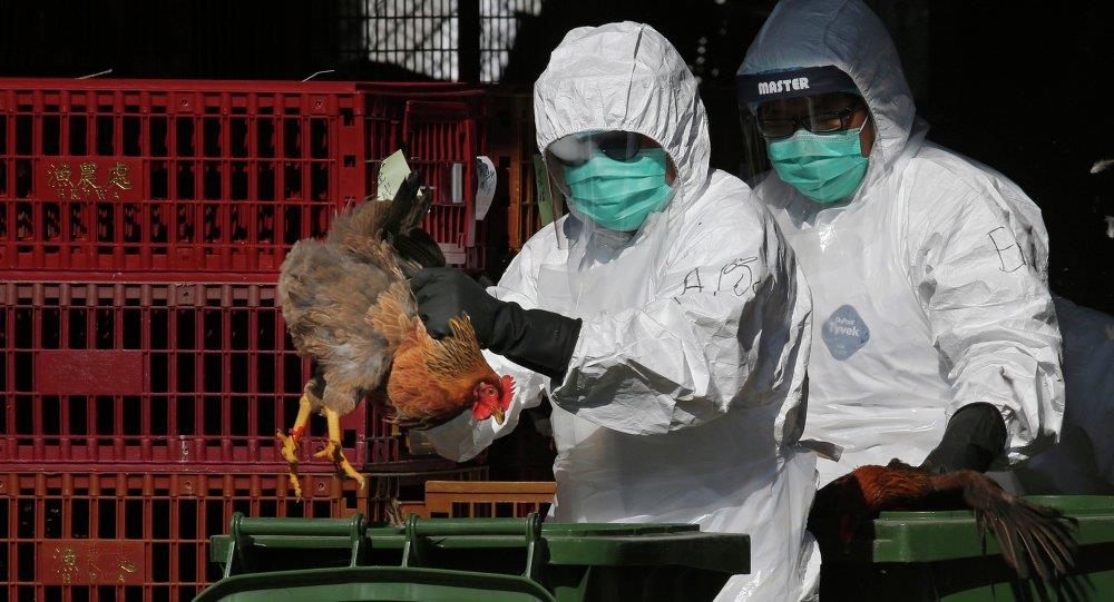 السعودية تسجل اول حالات إصابة بإنفلونزا الطيور