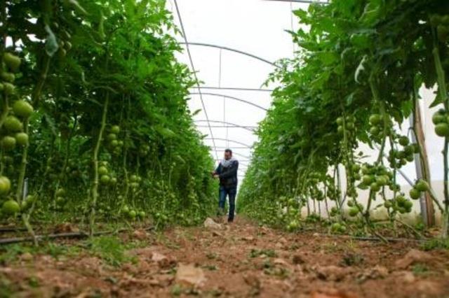 مزارع فلسطيني يتفقد إنتاج الطماطم في حقل زراعي في 