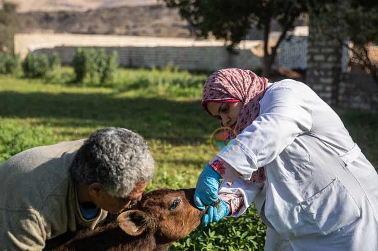 دكتورة أماني عبد الرحمن تعالج الحيوانات في قرى سوه