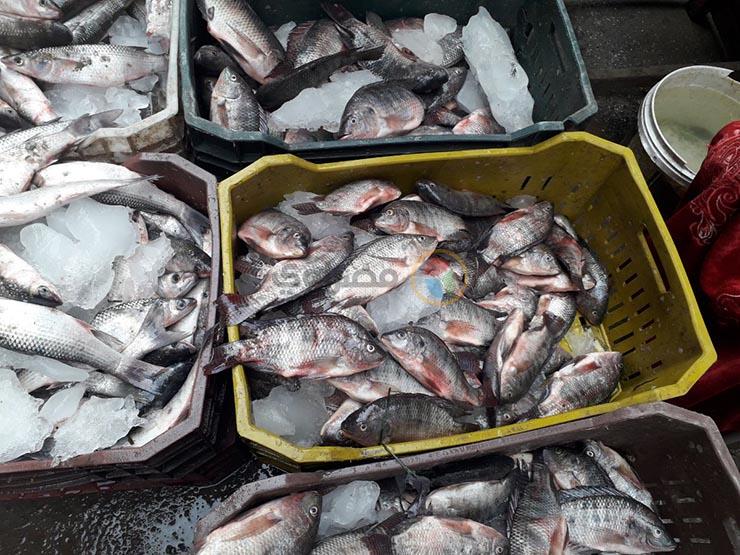 أسعار السمك والمأكولات البحرية اليوم