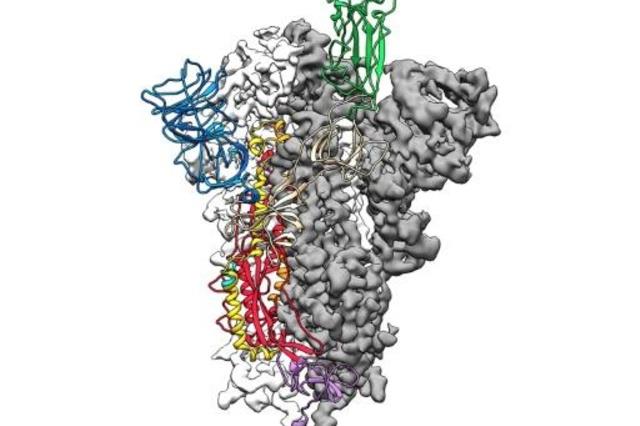 شكل جزئية فيروس كورونا المٌستجد كوفيد-19
