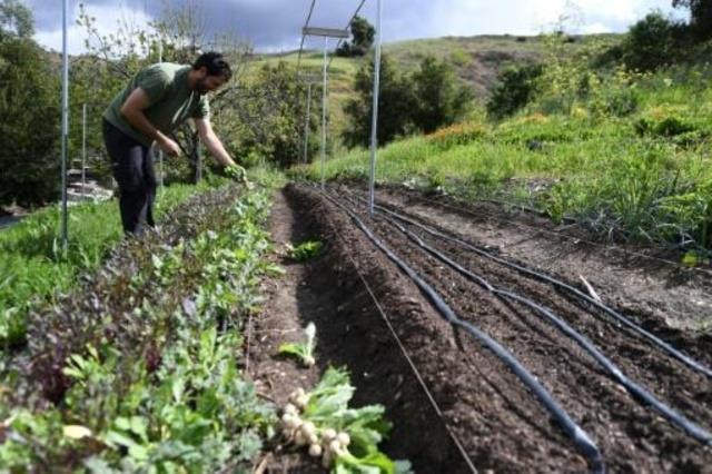 عامل في مزرعة في لوس أنجليس