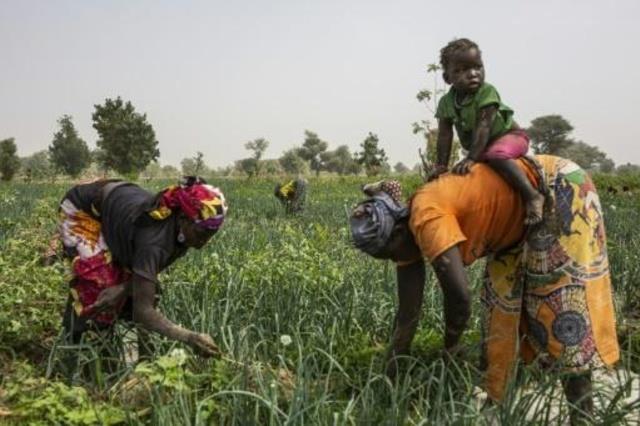 امرأتان تعملان في الزراعة في الكاميرون
