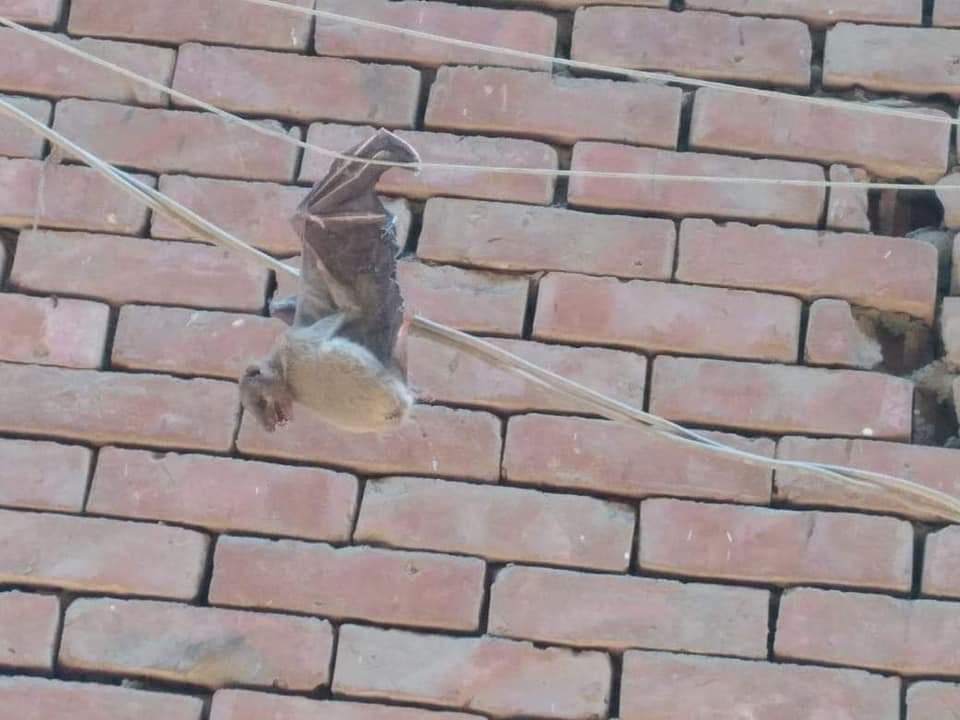 ظهور خفافيش داخل منزل مهجور في المنيا