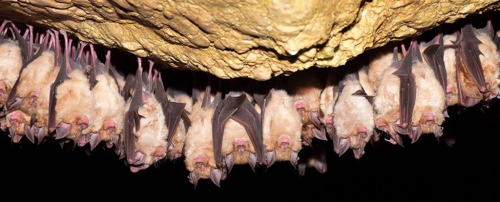 تايلاند تفحص أكثر من 100 خفاش