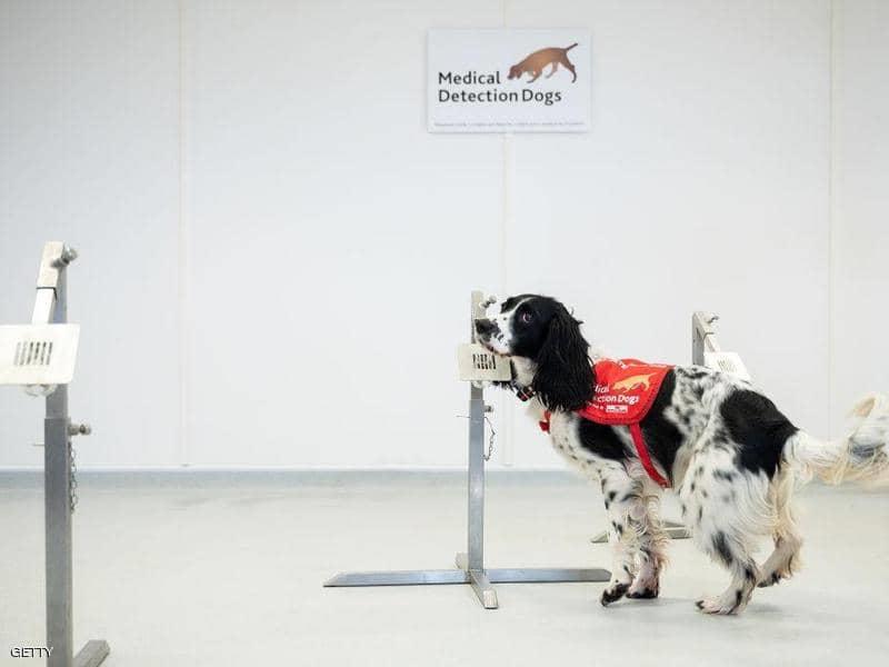 تدريب الكلاب على اكتشاف المصابين بفيروس كورونا