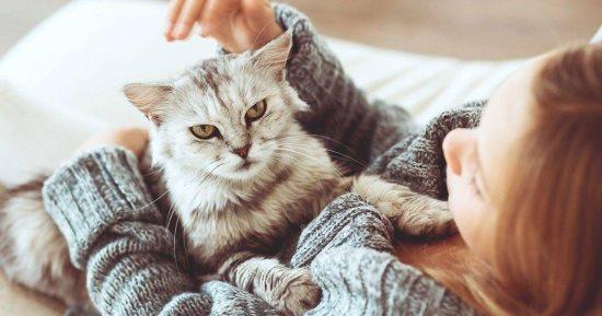 دراسة تؤكد أن كوفيد شائع بين القطط والكلاب