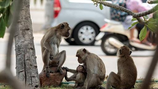 القرود تسرق عينات دم مرضى كورونا في الهند