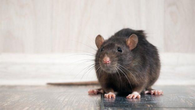 الوباء دفع الفئران لتغيير سلوكها