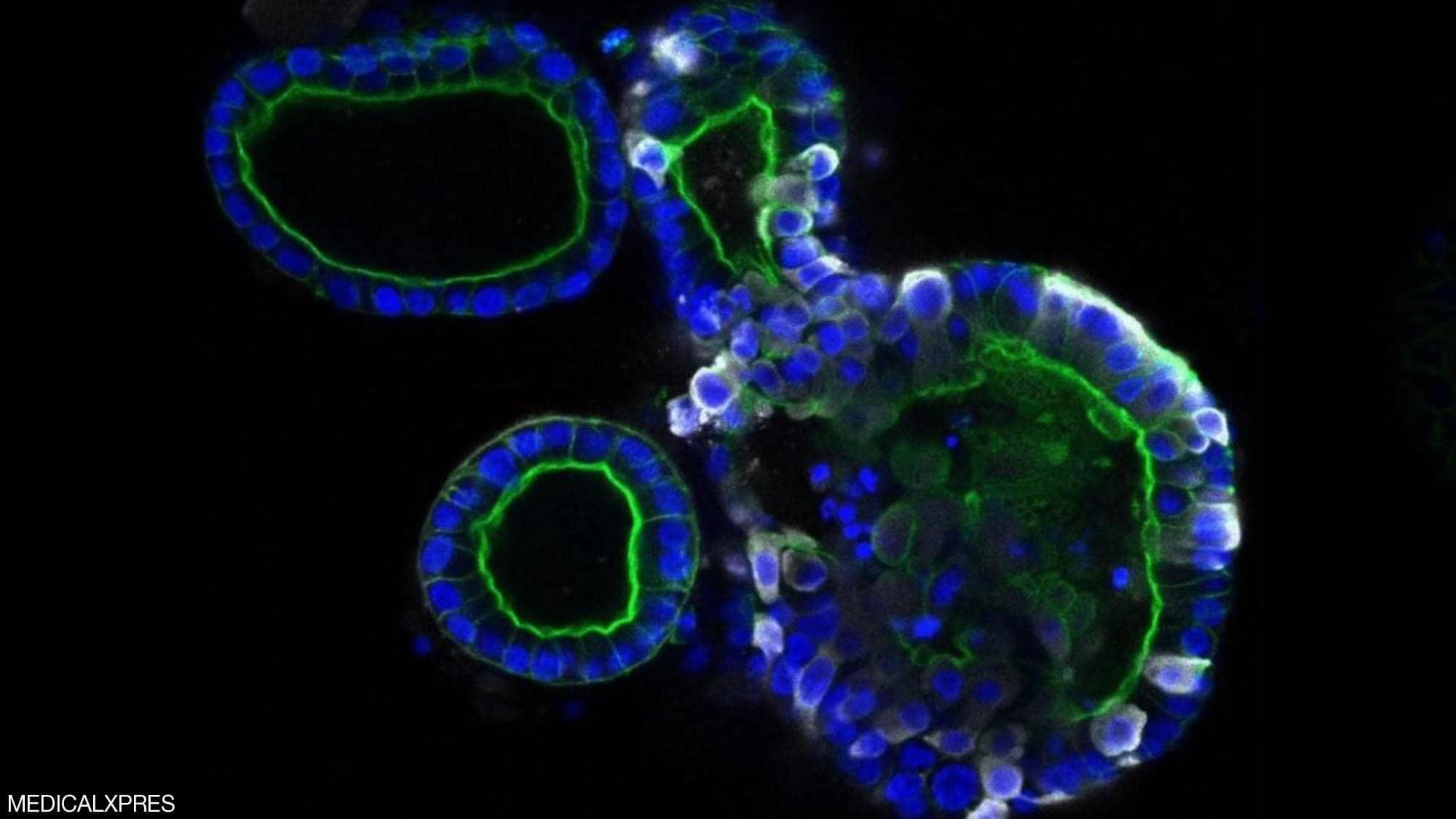 علماء يكشفون أول صور تفصيلية لشكل فيروس كورونا