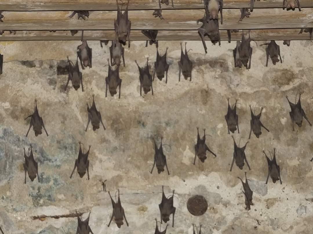 خفافيش تهاجم منطقتين جديدتين في القليوبية