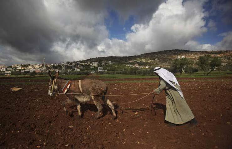  أحد المزارعين الفلسطينيين في الضفة الغربية