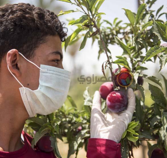 صورة رئيسية- حصاد البرقوق في مزرعة بمنطقة النوباري